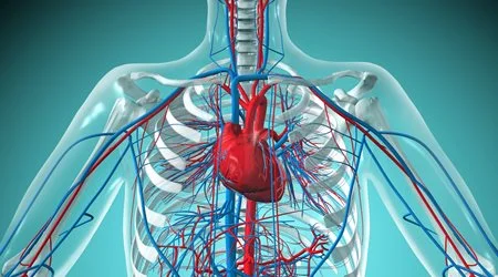 قلب و سایر اعضای بدن 🔗