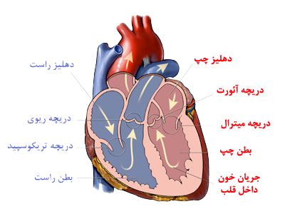 دریچه های قلب