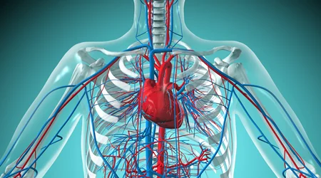 قلب و سایر اعضای بدن 🔗